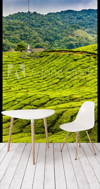 Bild på Green Tea Plantation Cameron Highlands Malaysia
